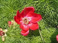 Paeonia Tenuifolia (fam. Paeoniacees) (Balkans, Russie du sud, Caucase) (2) (Photo F. Mrugala)
